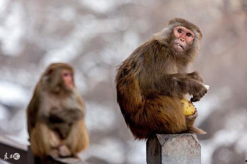 属猴的明星,揭秘属猴明星的璀璨人生