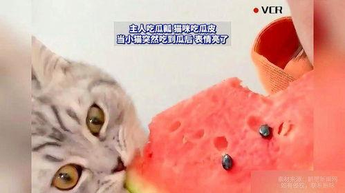 猫猫吃蜜瓜了,萌态可掬引网友热议