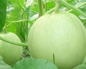 田瓜能熟吃吗,探索田瓜的多样美味