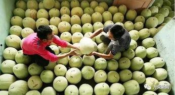 夏县三白瓜怎么吃,多味食法，尽享瓜香