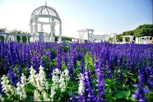 今日头条广州花海在哪里,探寻城市中的浪漫花海胜地