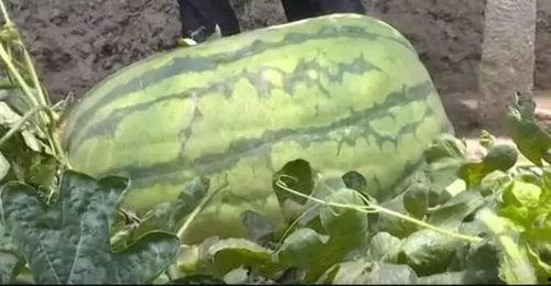 坐排吃瓜,畅享夏日休闲时光